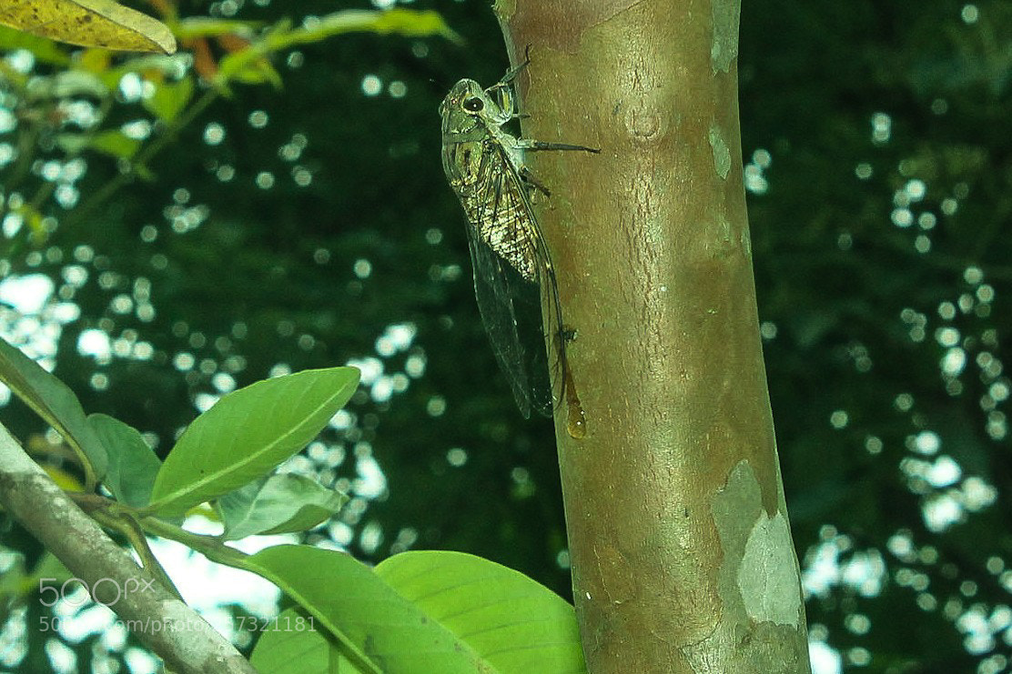 Canon EOS 1100D (EOS Rebel T3 / EOS Kiss X50) sample photo. Cicada 2 photography