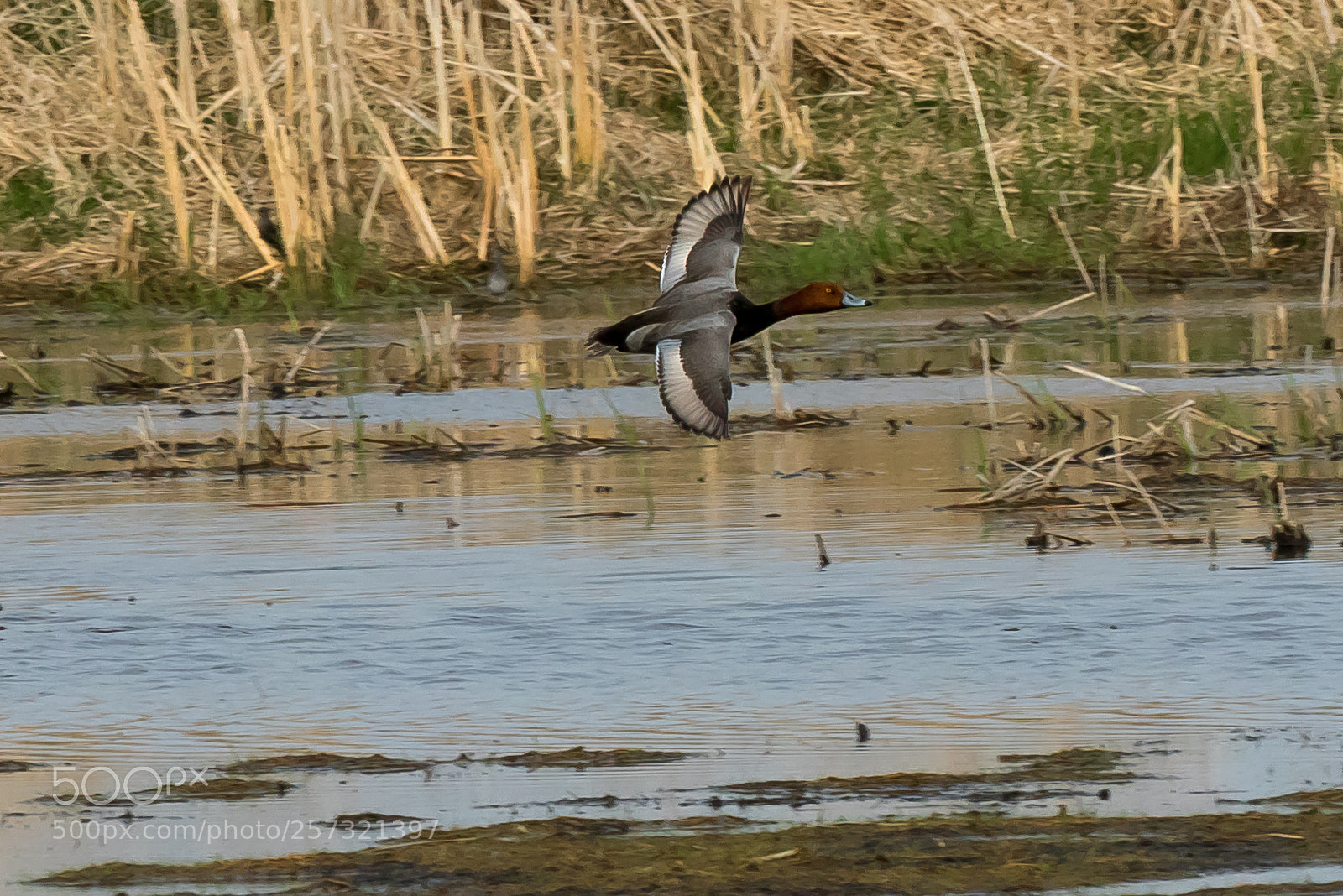 Canon EOS 7D Mark II sample photo. Gliding photography