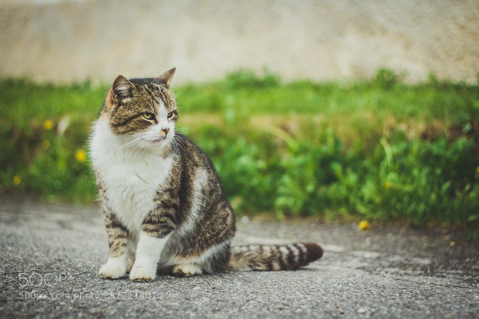 Canon EOS 700D (EOS Rebel T5i / EOS Kiss X7i) sample photo. Observing photography
