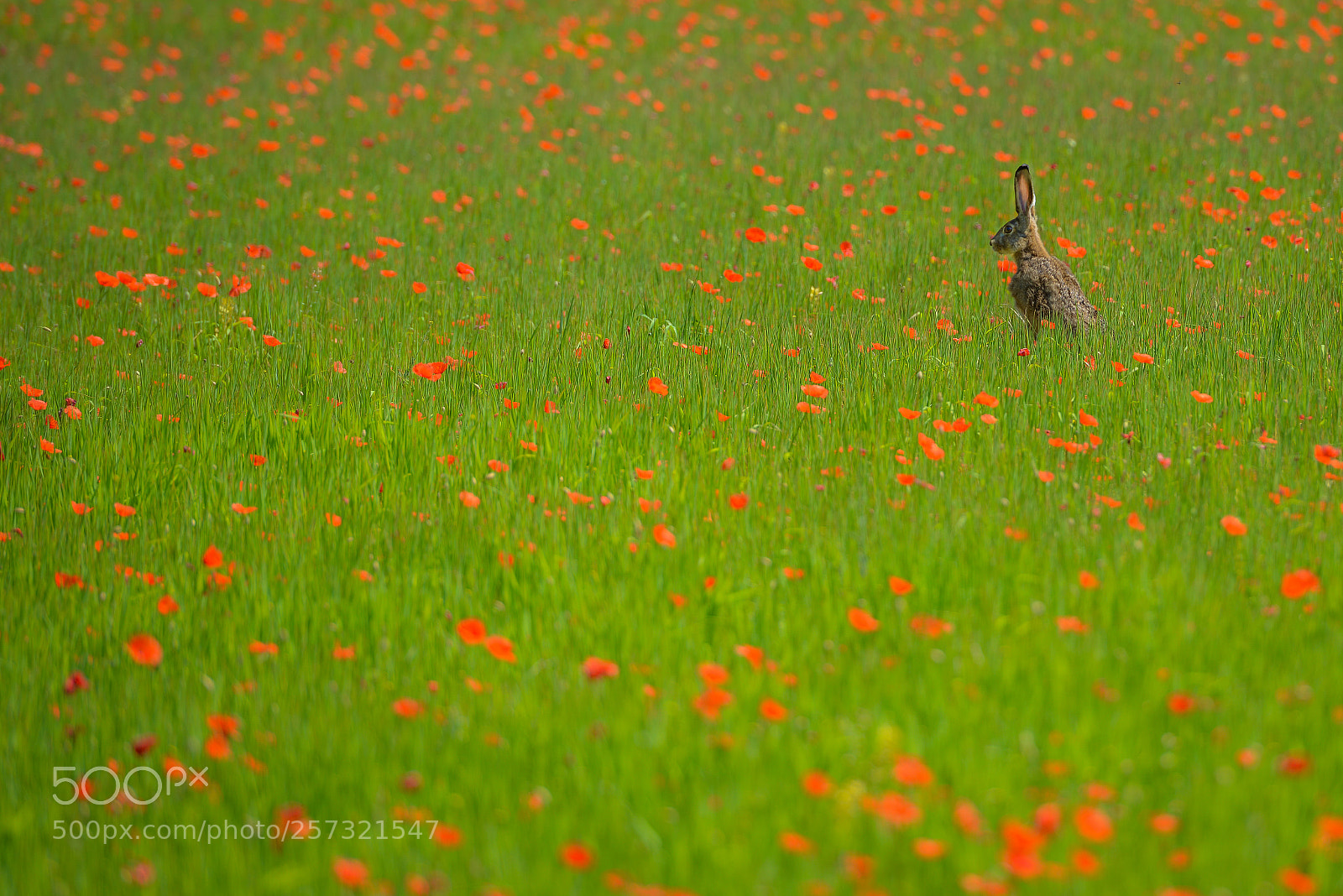 Nikon D800 sample photo. "poppy meadow guest" photography