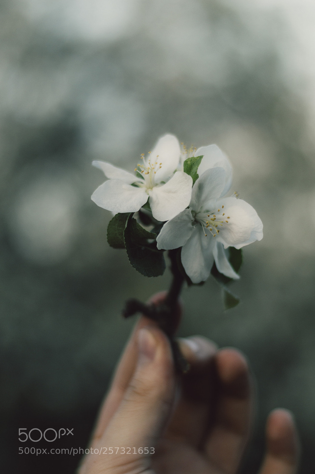 Nikon D3200 sample photo. Flower hand photography