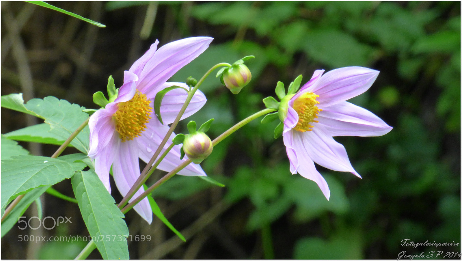 Panasonic Lumix DMC-FZ70 sample photo. Fo photography