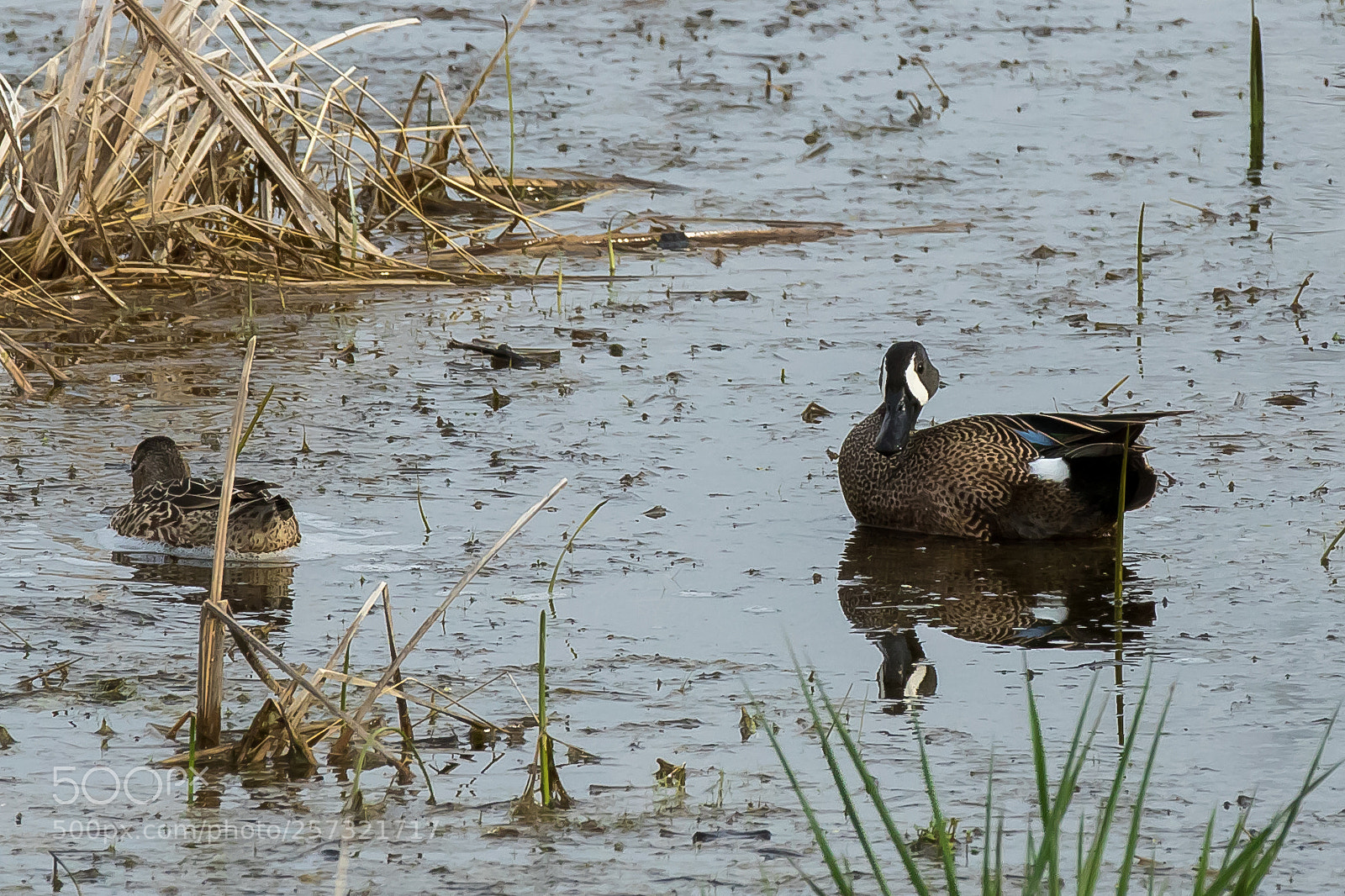 Canon EOS 7D Mark II sample photo. Lookin at me? photography