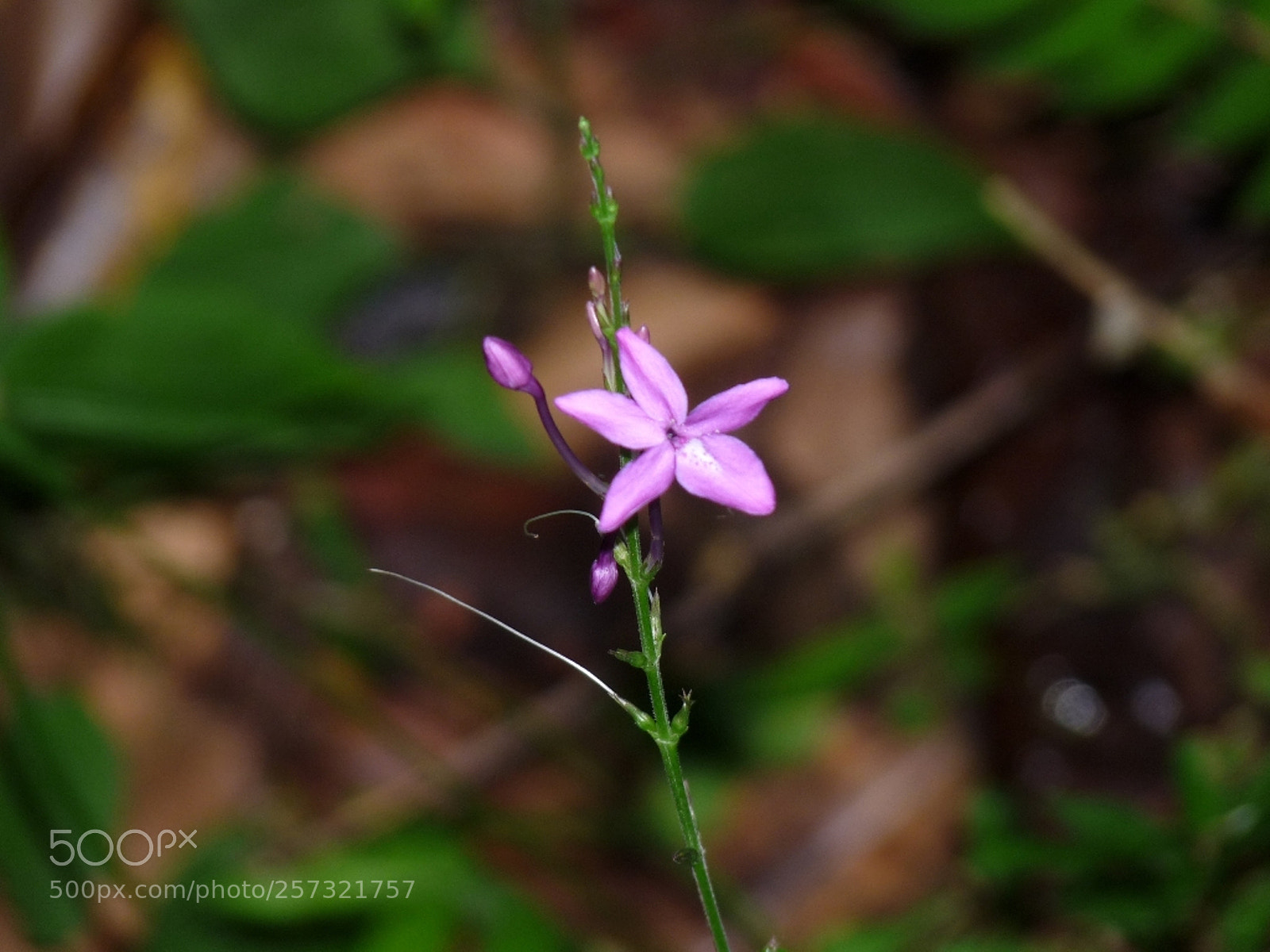 Panasonic Lumix DMC-FZ28 sample photo. Bedfbbb o photography