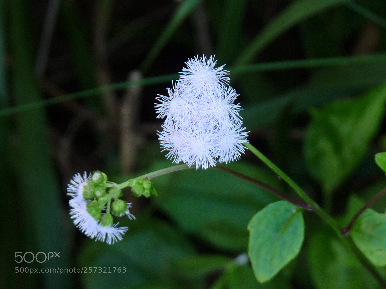 Panasonic Lumix DMC-FZ28 sample photo. Cdec o photography