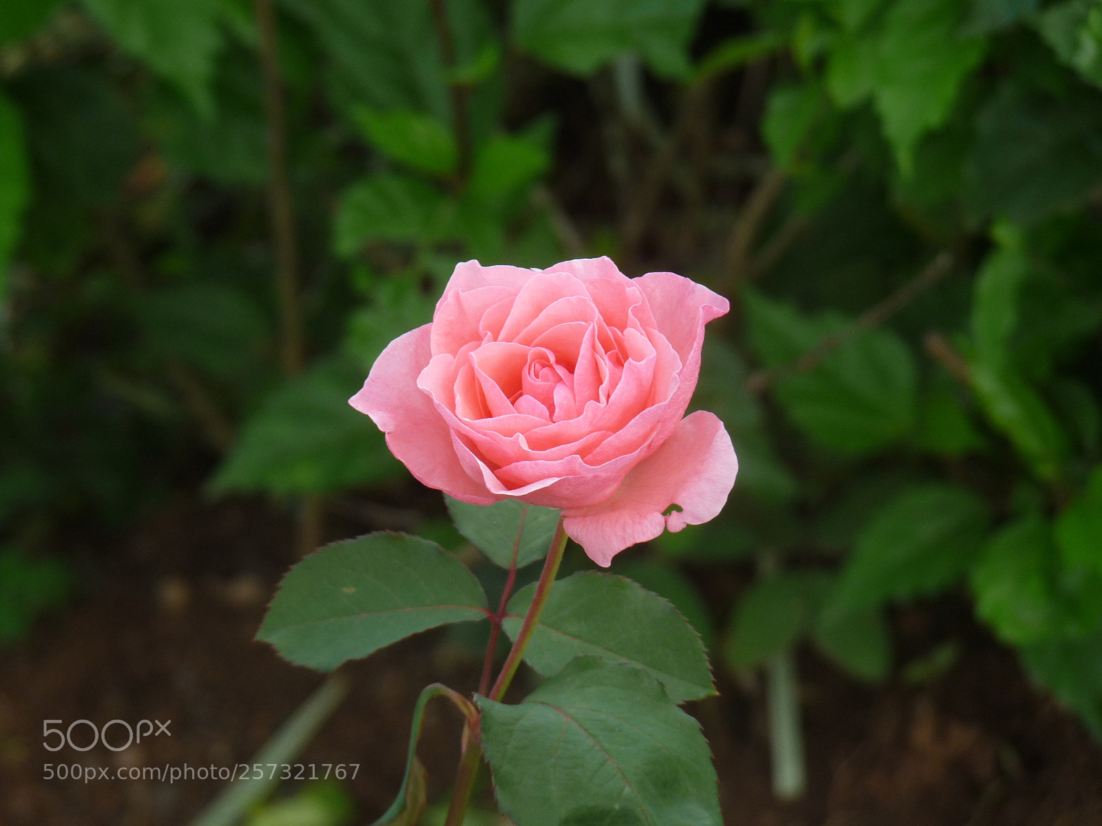 Panasonic Lumix DMC-FZ28 sample photo. Fba o photography