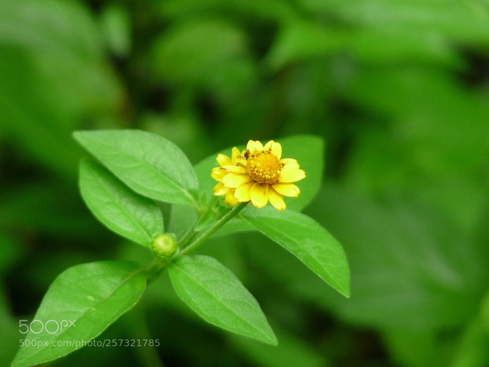Panasonic Lumix DMC-FZ28 sample photo. Fcffo photography