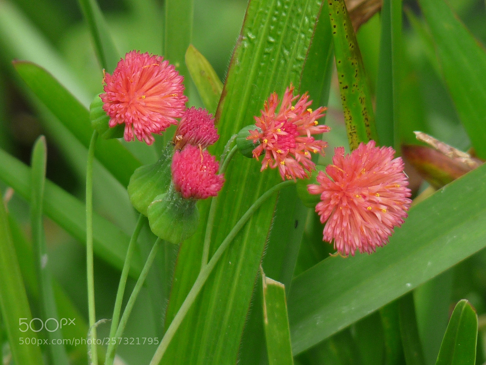 Panasonic Lumix DMC-FZ28 sample photo. Fbao photography