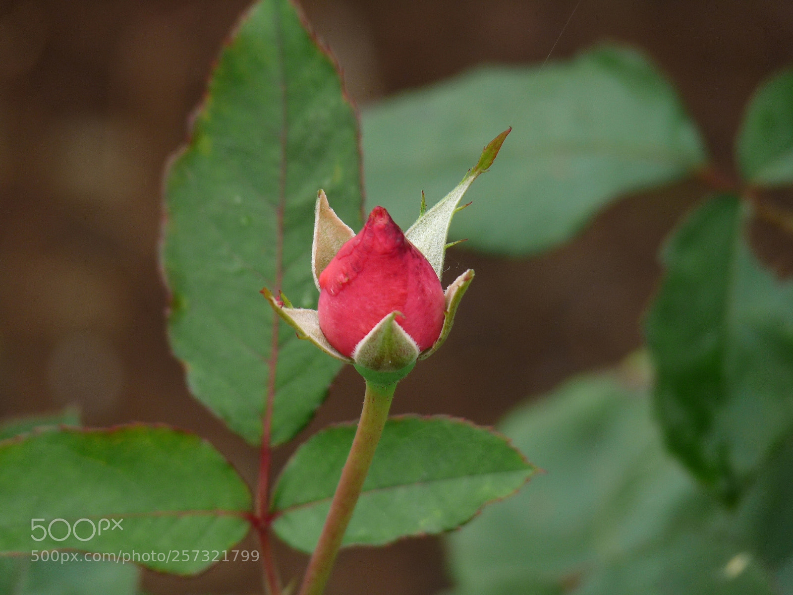 Panasonic Lumix DMC-FZ28 sample photo. Cdo photography