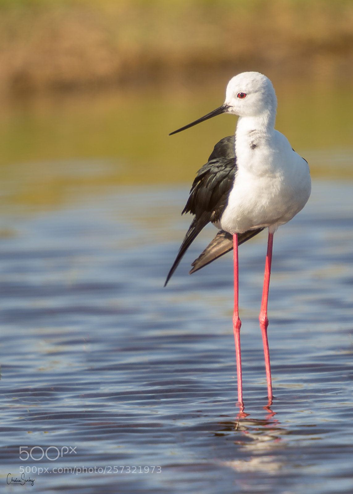 Nikon D4 sample photo. Black-winged stilt photography