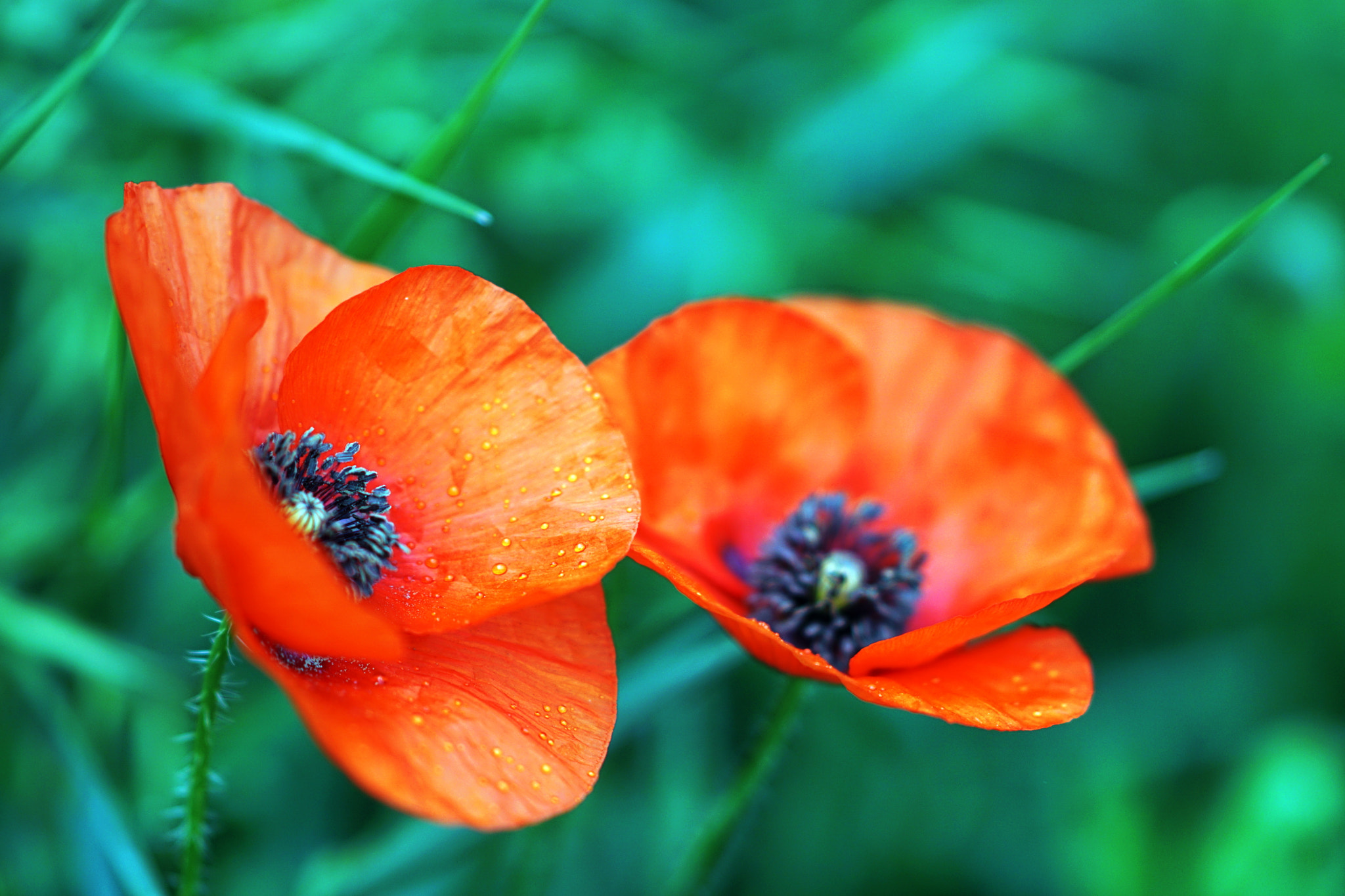 Sony Sonnar T* 135mm F1.8 ZA sample photo. O photography