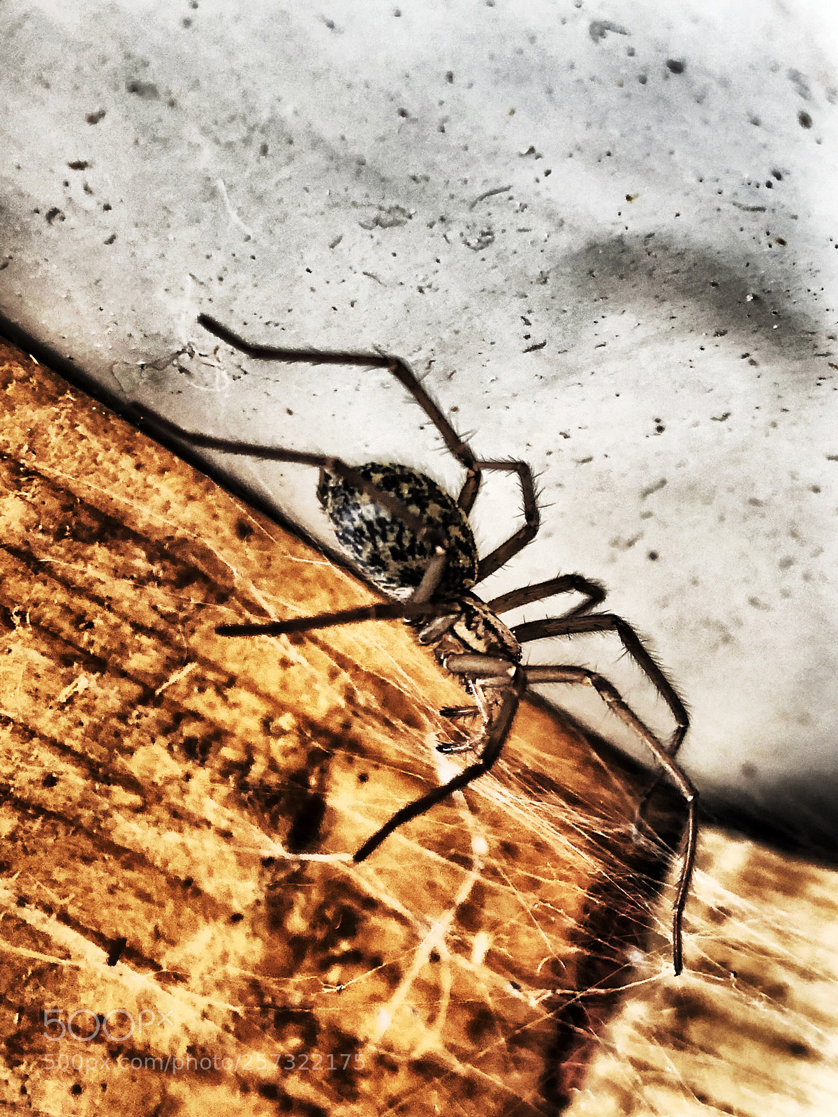 Apple iPhone X sample photo. Spider photography