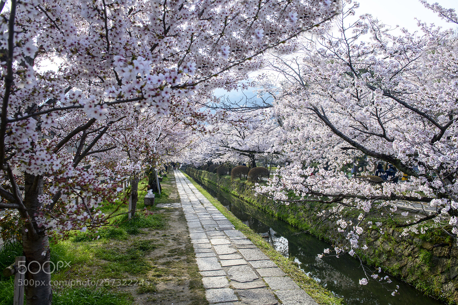 Nikon D850 sample photo. Philosopher's walk (哲学の道) photography