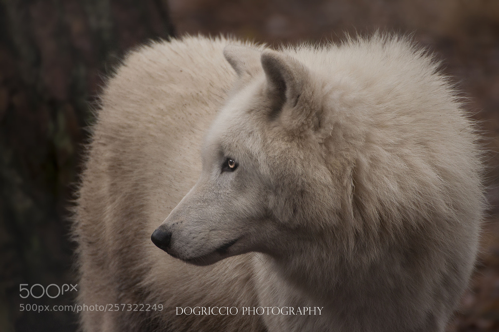 Canon EOS 50D sample photo. Tundra wolf photography