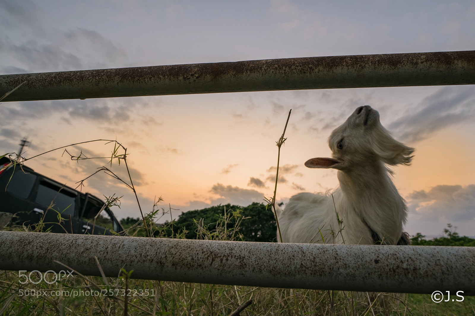 Sony a7R II sample photo. Goat photography
