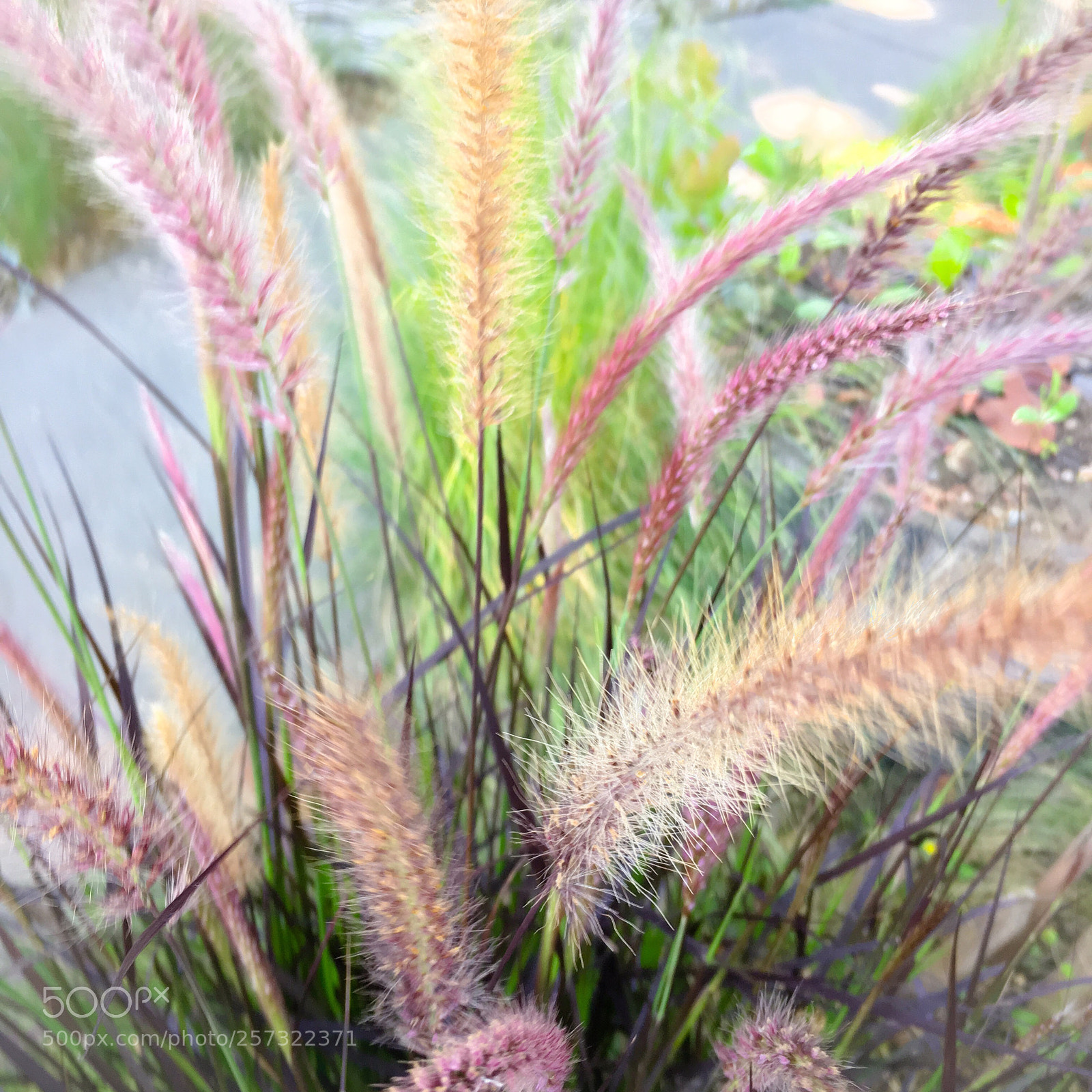 Apple iPhone 6s sample photo. California drought tolerant garden  photography
