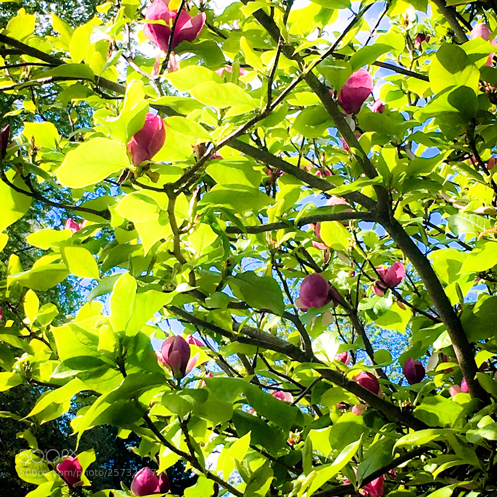 Apple iPhone 6s sample photo. Magnolia in may! part 2  photography