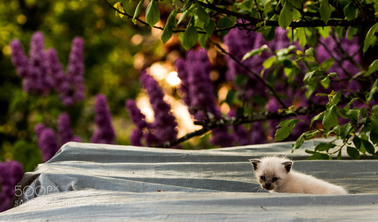 Canon EOS 7D Mark II sample photo. Kitten photography