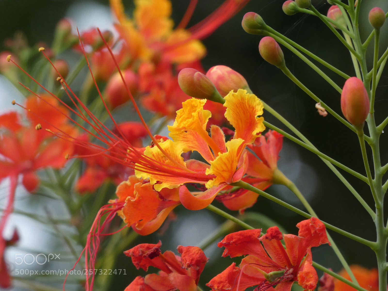 Panasonic Lumix DC-FZ80 (Lumix DC-FZ82) sample photo. Pride of barbados flower photography