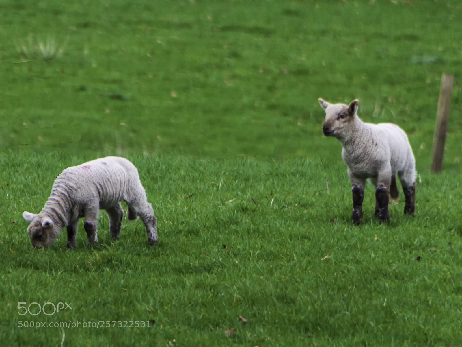 Canon EOS 50D sample photo. Baby sheep for kate photography