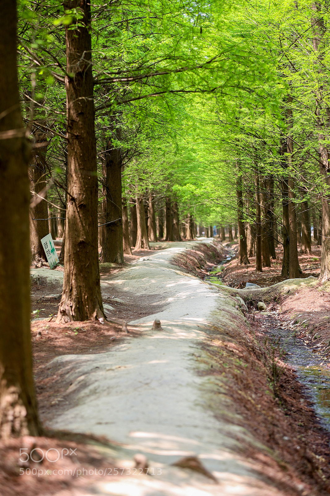 Canon EOS 6D sample photo. The feather pine photography