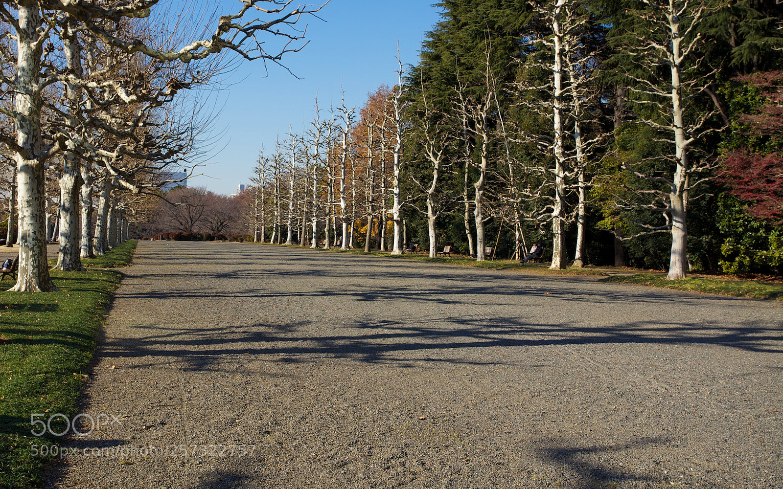 Canon EOS 5D Mark II sample photo. Shinjuku gyoen photography