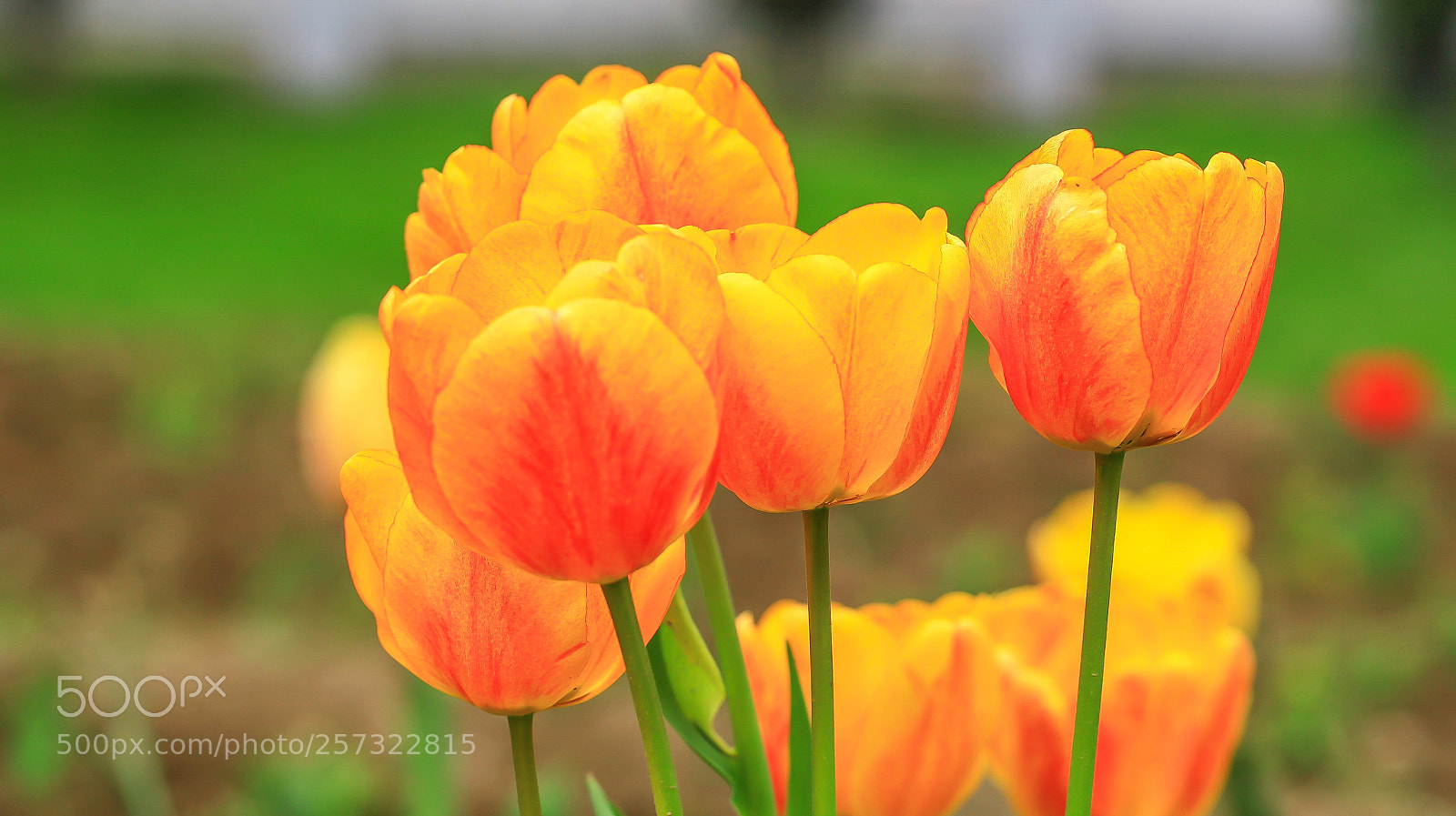 Canon EOS 5D Mark II sample photo. Tulips photography
