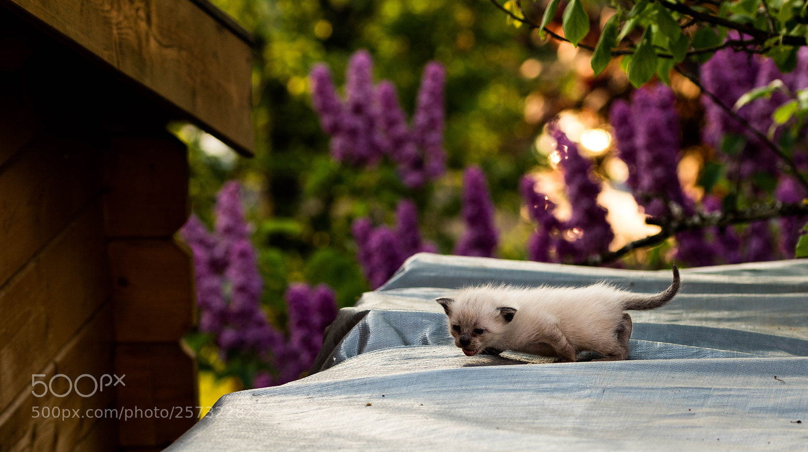 Canon EOS 7D Mark II sample photo. Kitten 2 photography