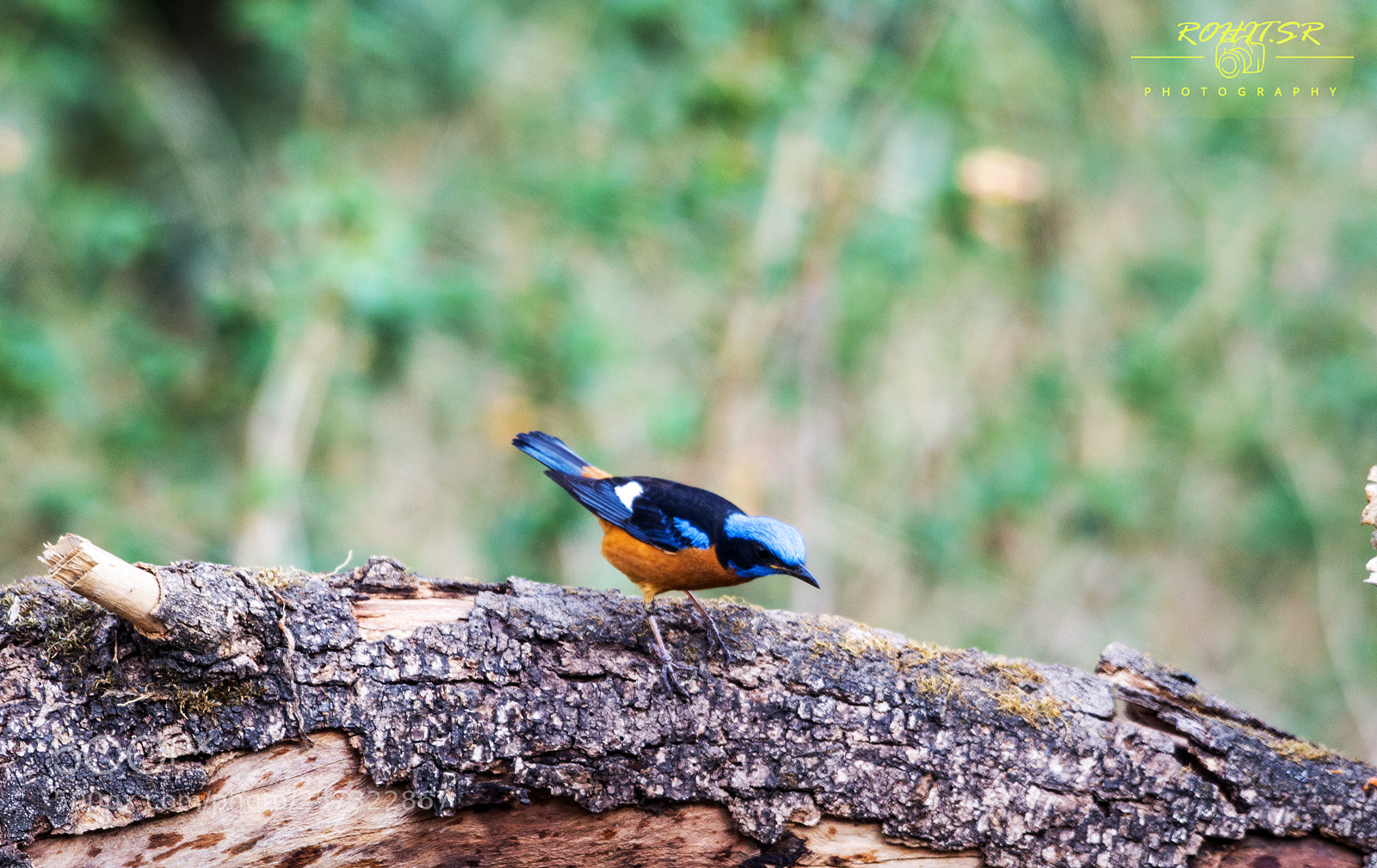Nikon D3200 sample photo. Blue capped rock thrush photography