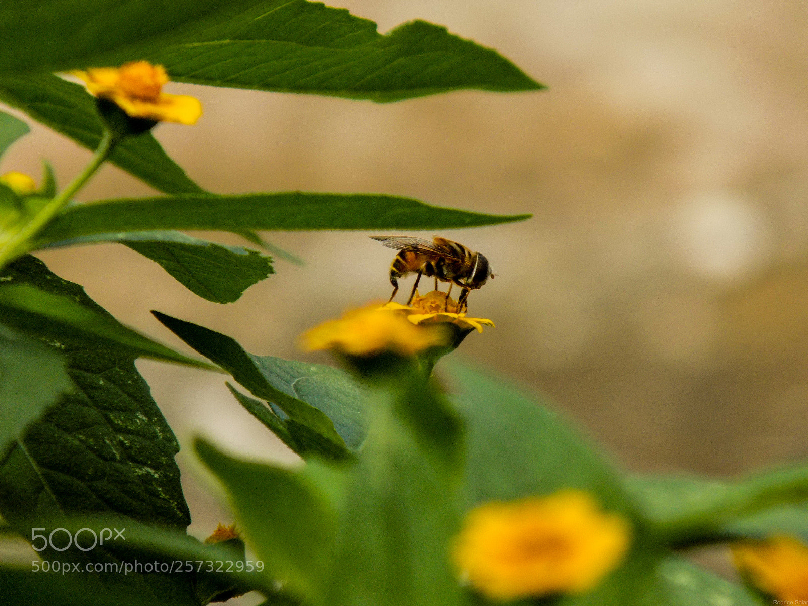 Nikon COOLPIX L330 sample photo. Macro pollination 2 entomophilia photography