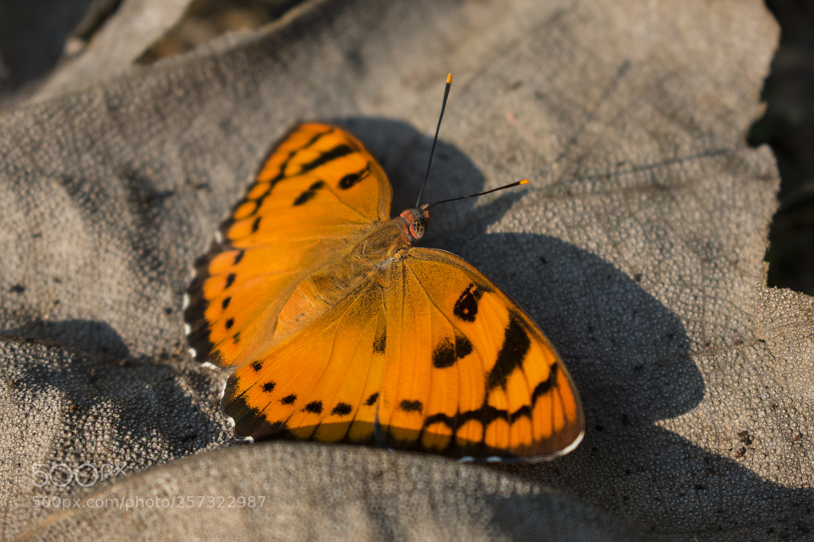 Nikon D3400 sample photo. Sun basking photography