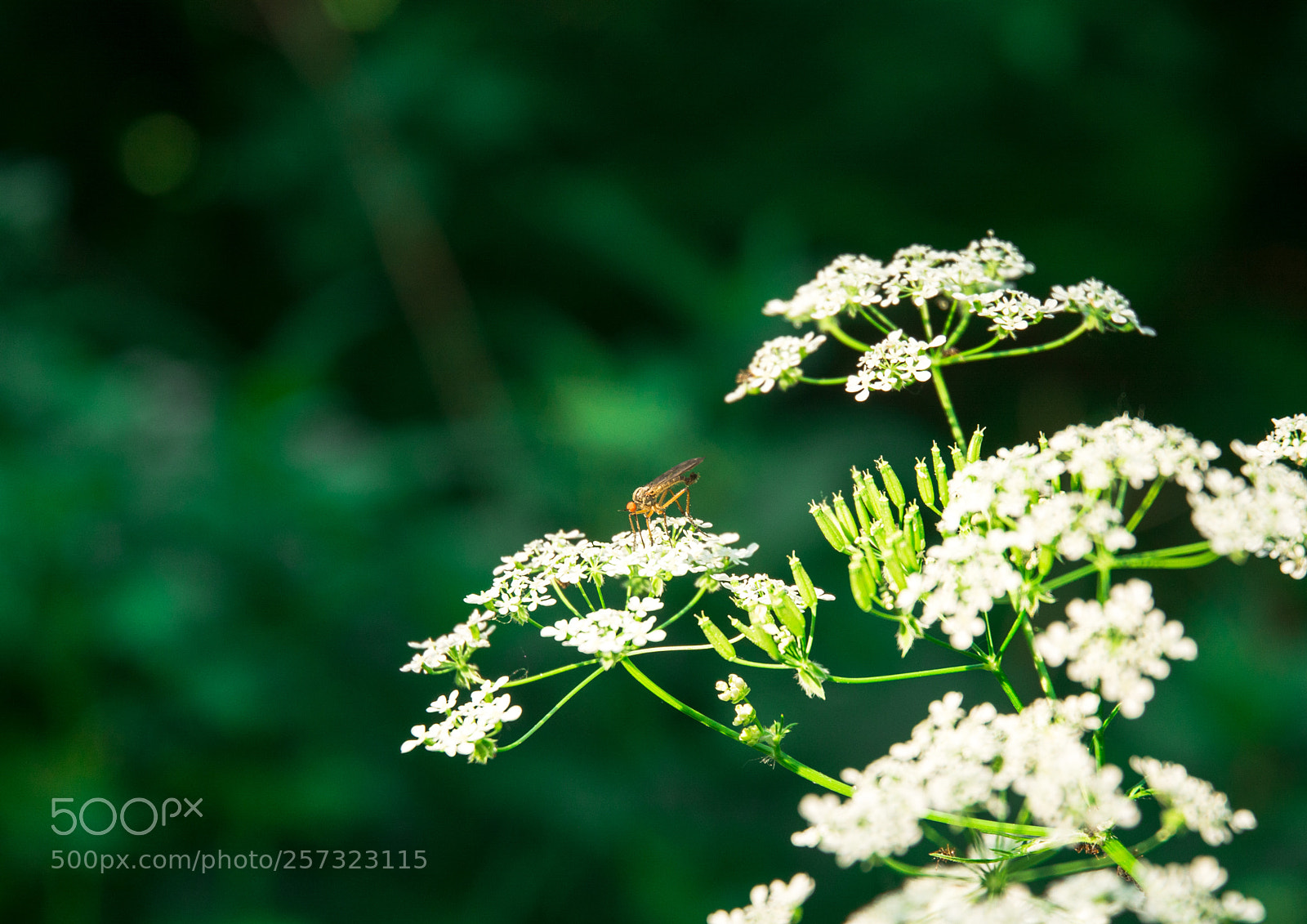 Nikon D7100 sample photo. Mosquito photography