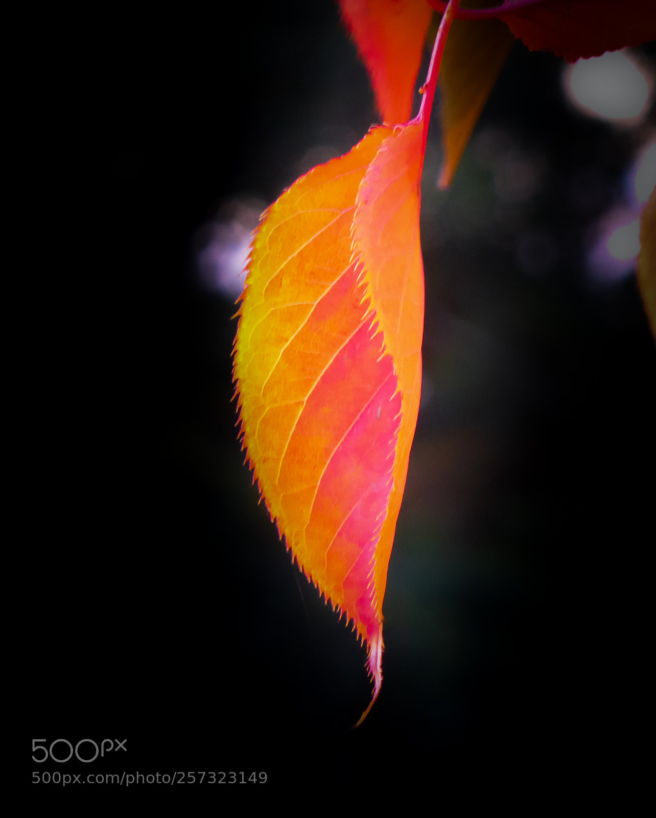 Panasonic Lumix DMC-ZS30 (Lumix DMC-TZ40) sample photo. Autumn beauty photography