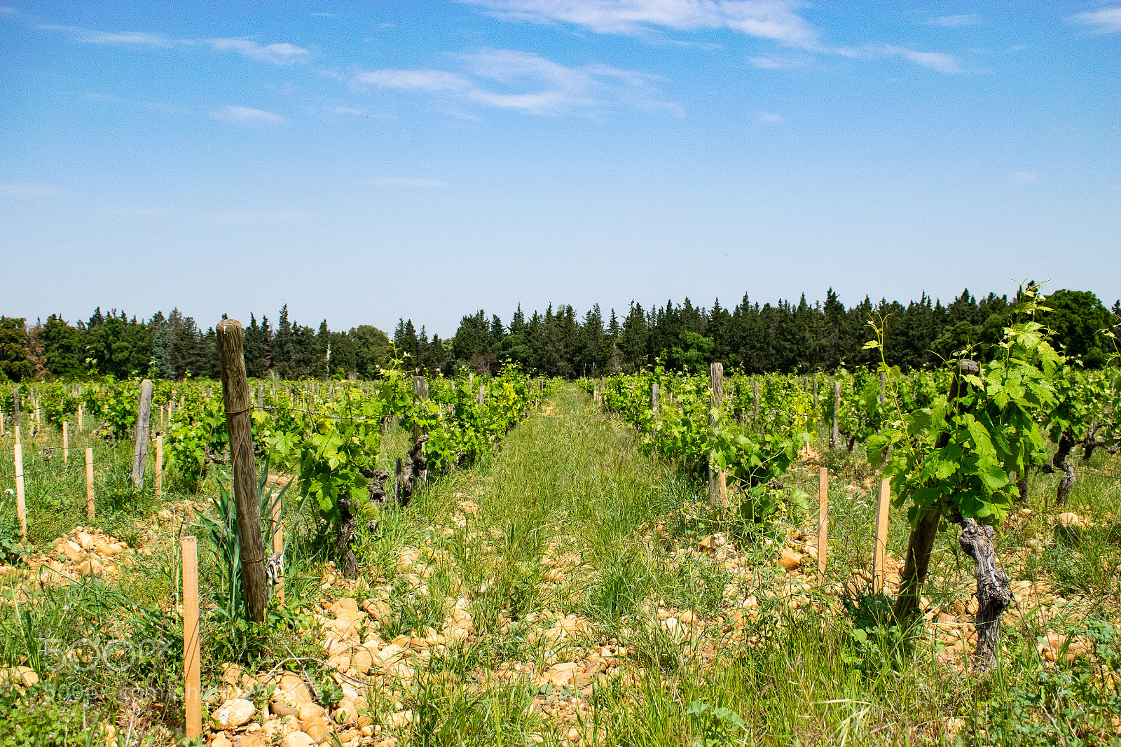 Nikon D3300 sample photo. Vines photography