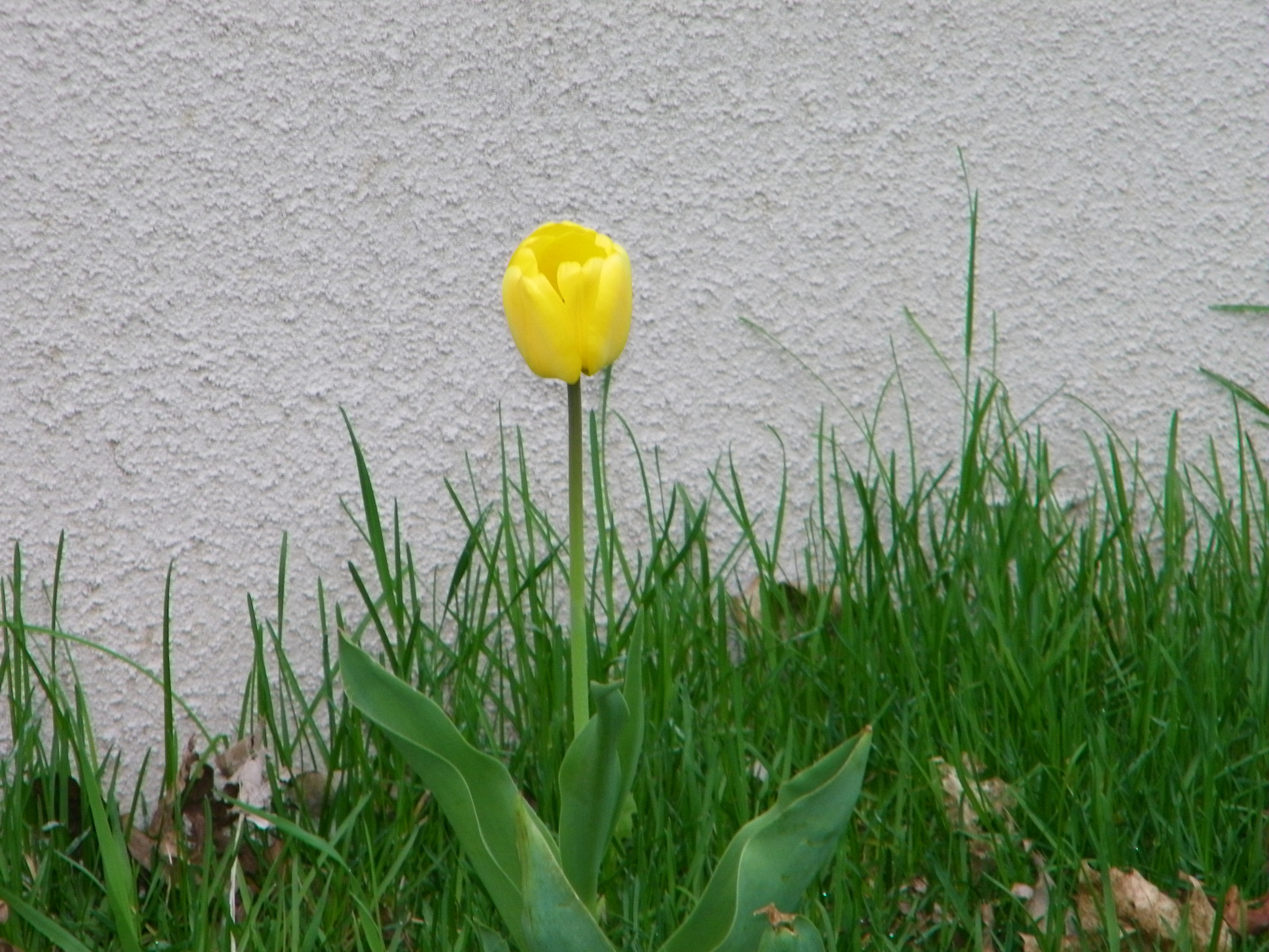 Kodak EASYSHARE Z1015 IS DIGITAL CAMERA sample photo. First to bloom photography