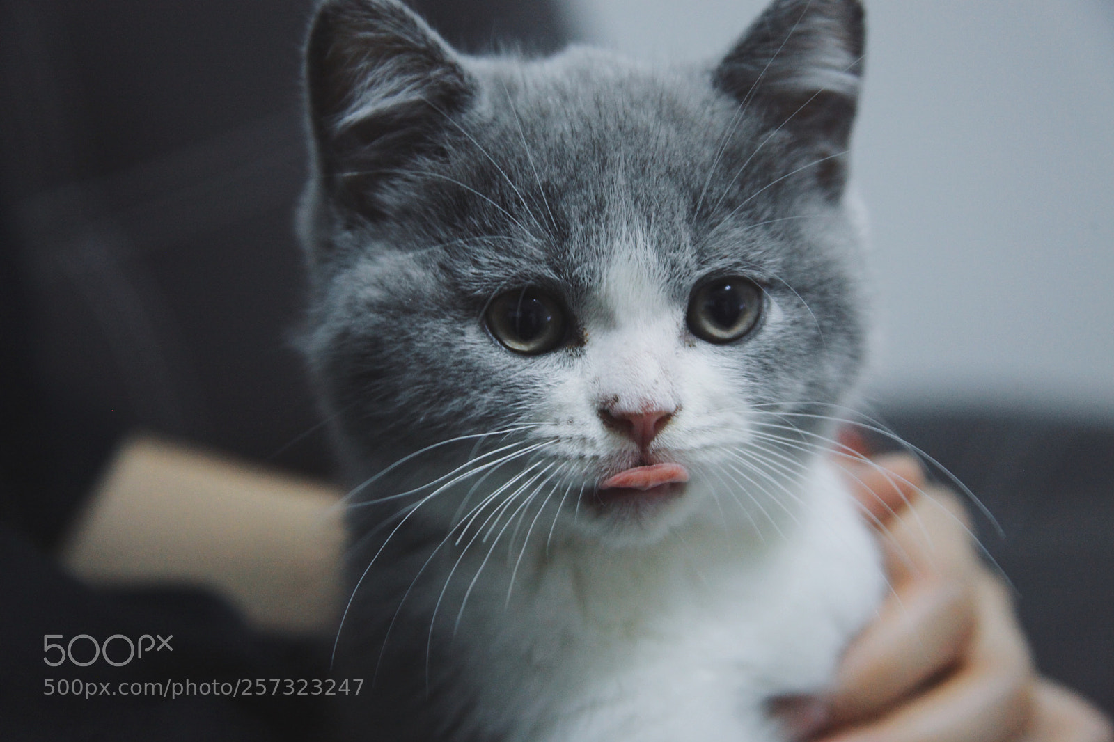 Canon EOS 5D Mark II sample photo. Untitled photography