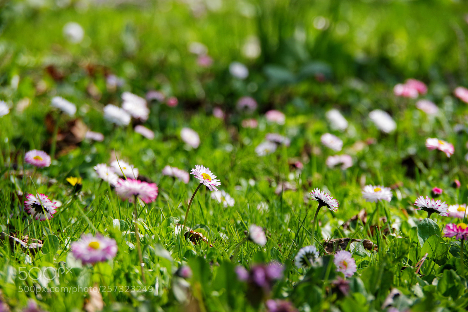 Pentax K-70 sample photo. Sunny place photography