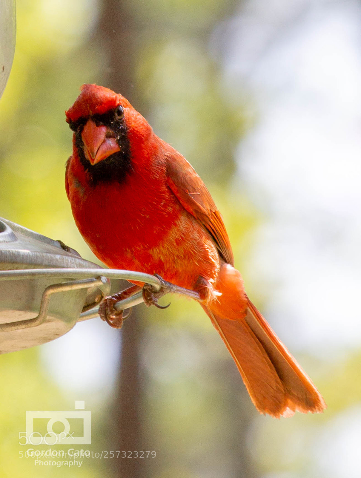 Canon EOS 60D sample photo. Cardinal photography