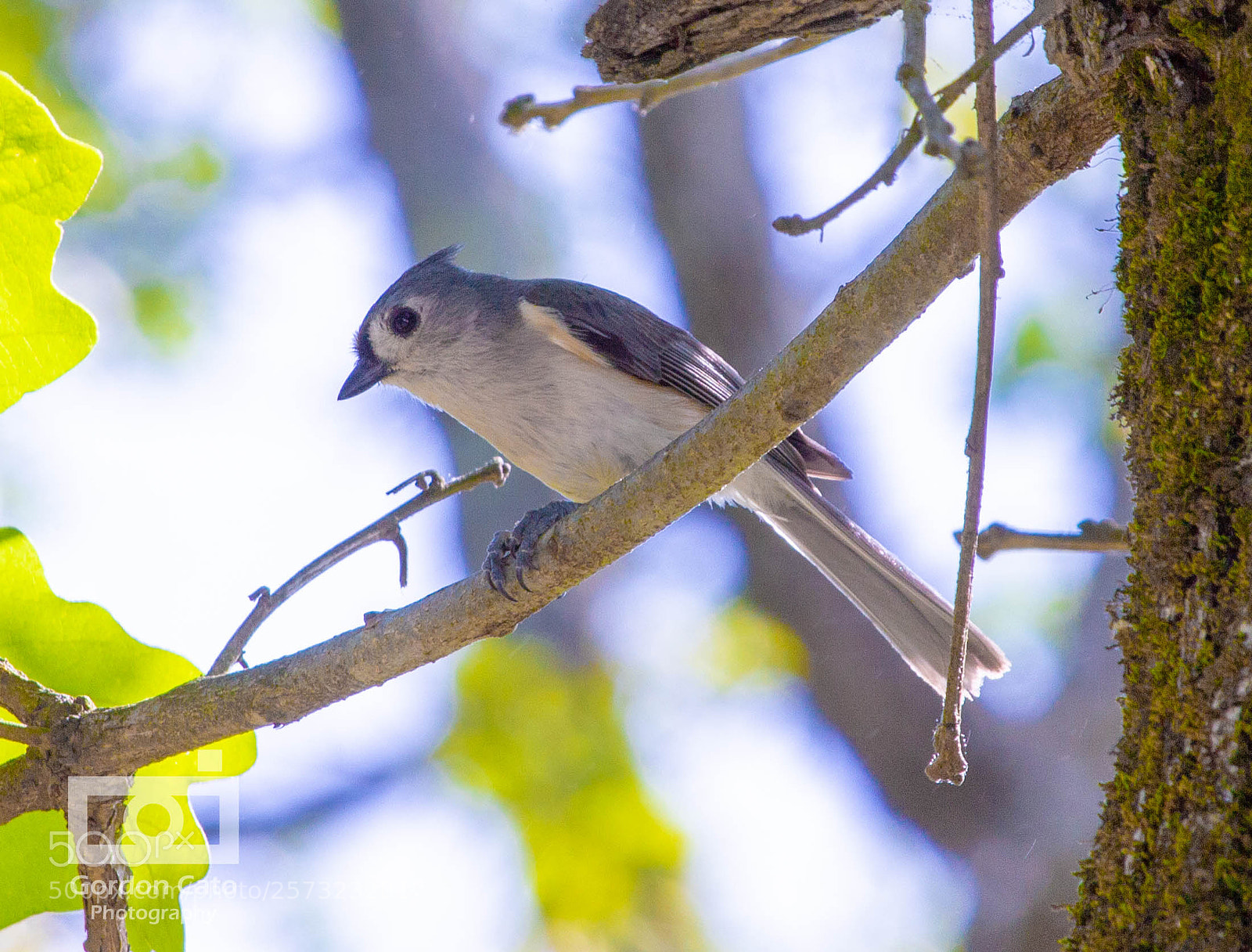Canon EOS 60D sample photo. Titmouse photography