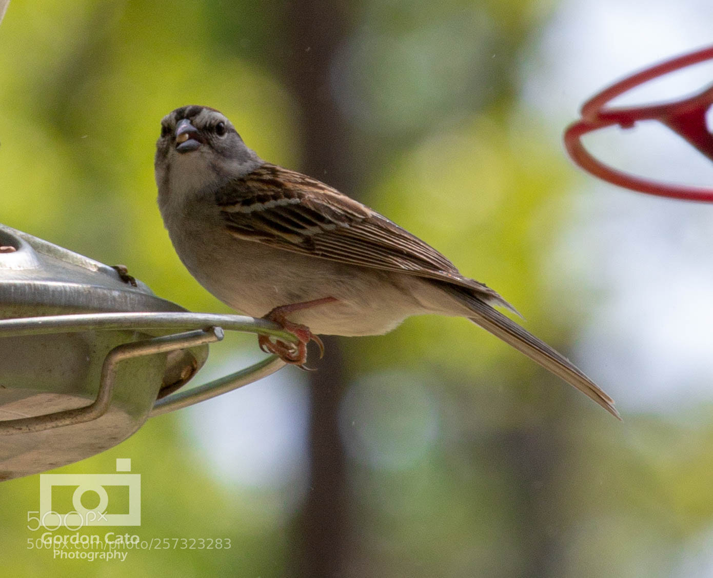 Canon EOS 60D sample photo. Sparrow photography