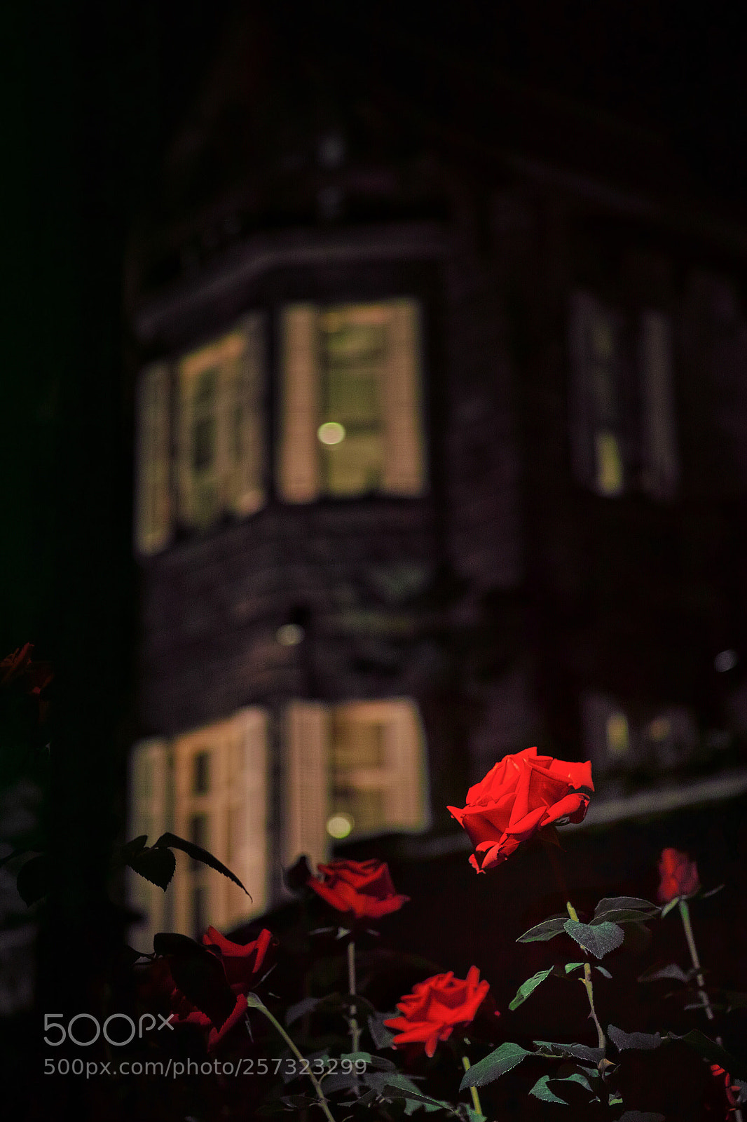 Sigma DP3 Merrill sample photo. Spring rose photography