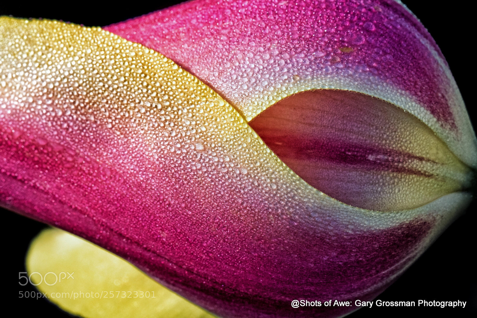 Canon EOS 7D Mark II sample photo. Nature's abstract work photography