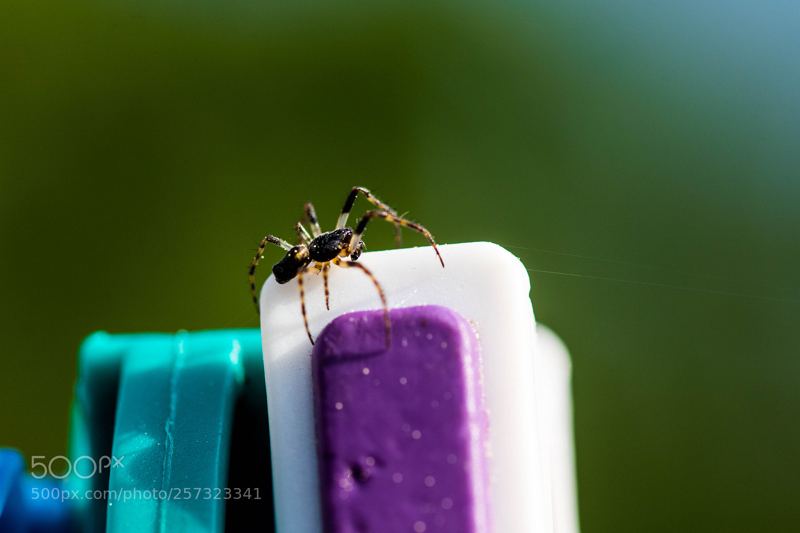 Canon EOS 7D Mark II sample photo. Spider on clothesline photography