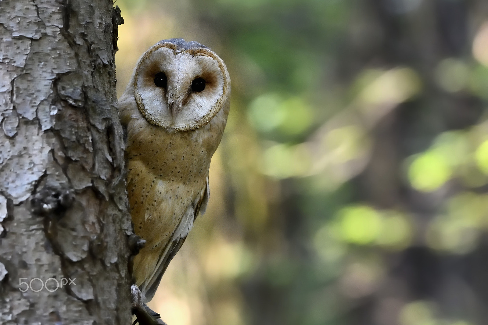 Nikon AF-S Nikkor 200-500mm F5.6E ED VR sample photo. Tyto alba photography