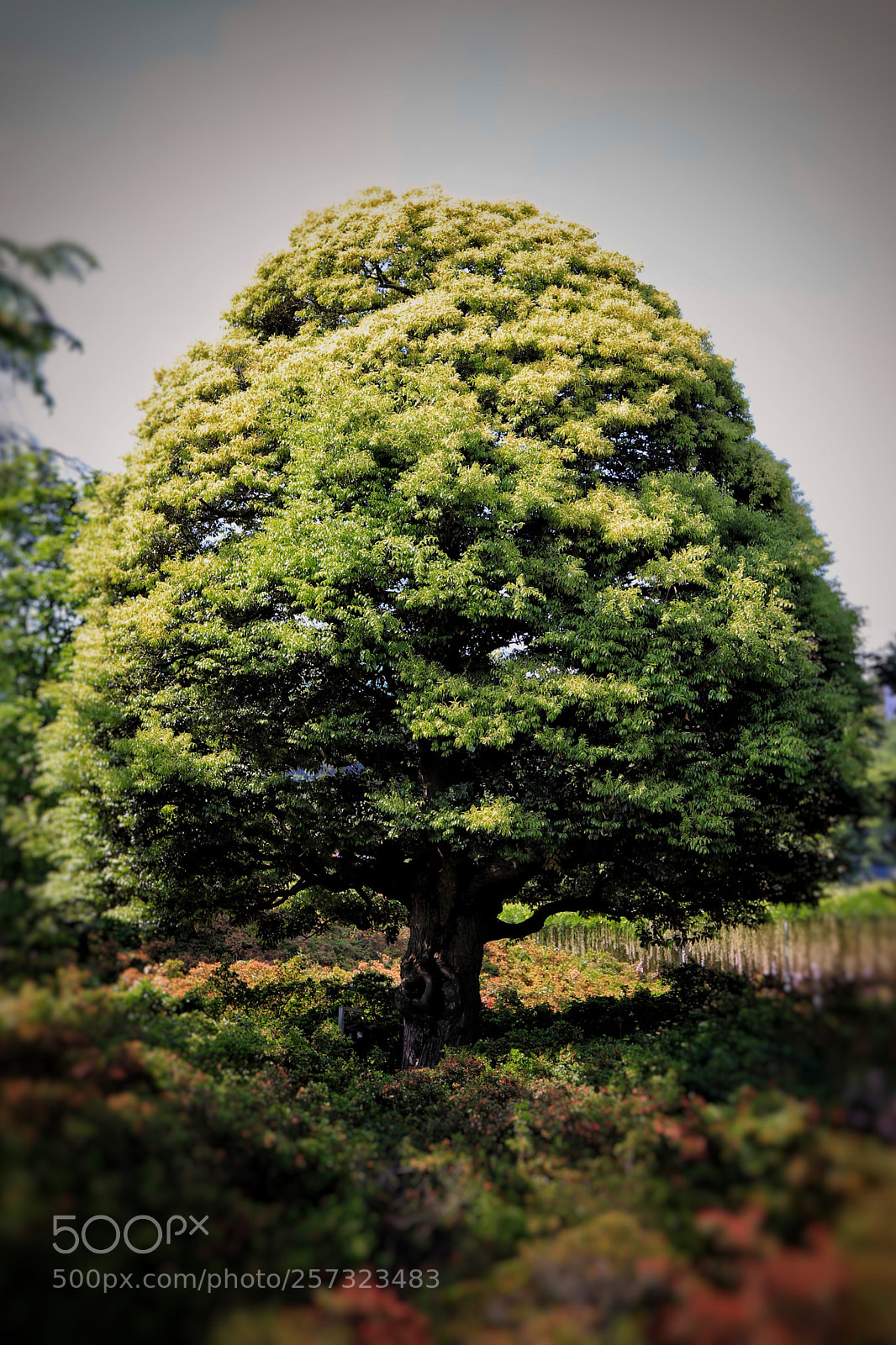 Canon EOS 800D (EOS Rebel T7i / EOS Kiss X9i) sample photo. Lone tree photography
