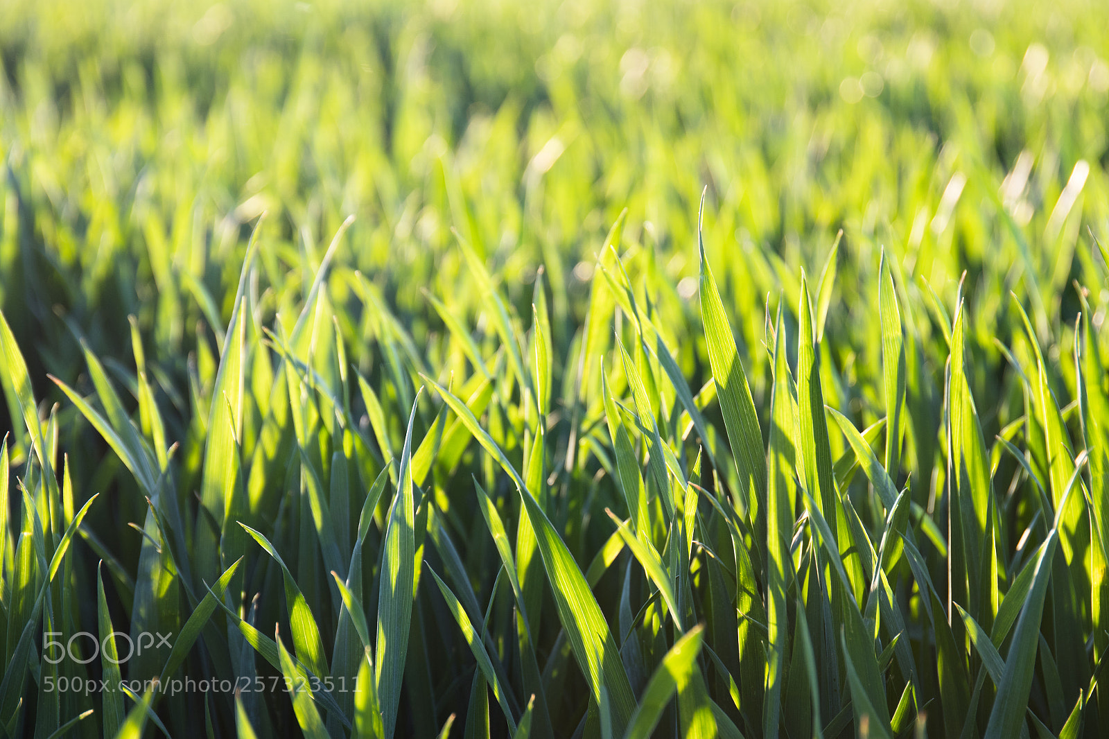 Canon EOS 77D (EOS 9000D / EOS 770D) sample photo. Summer is on its photography