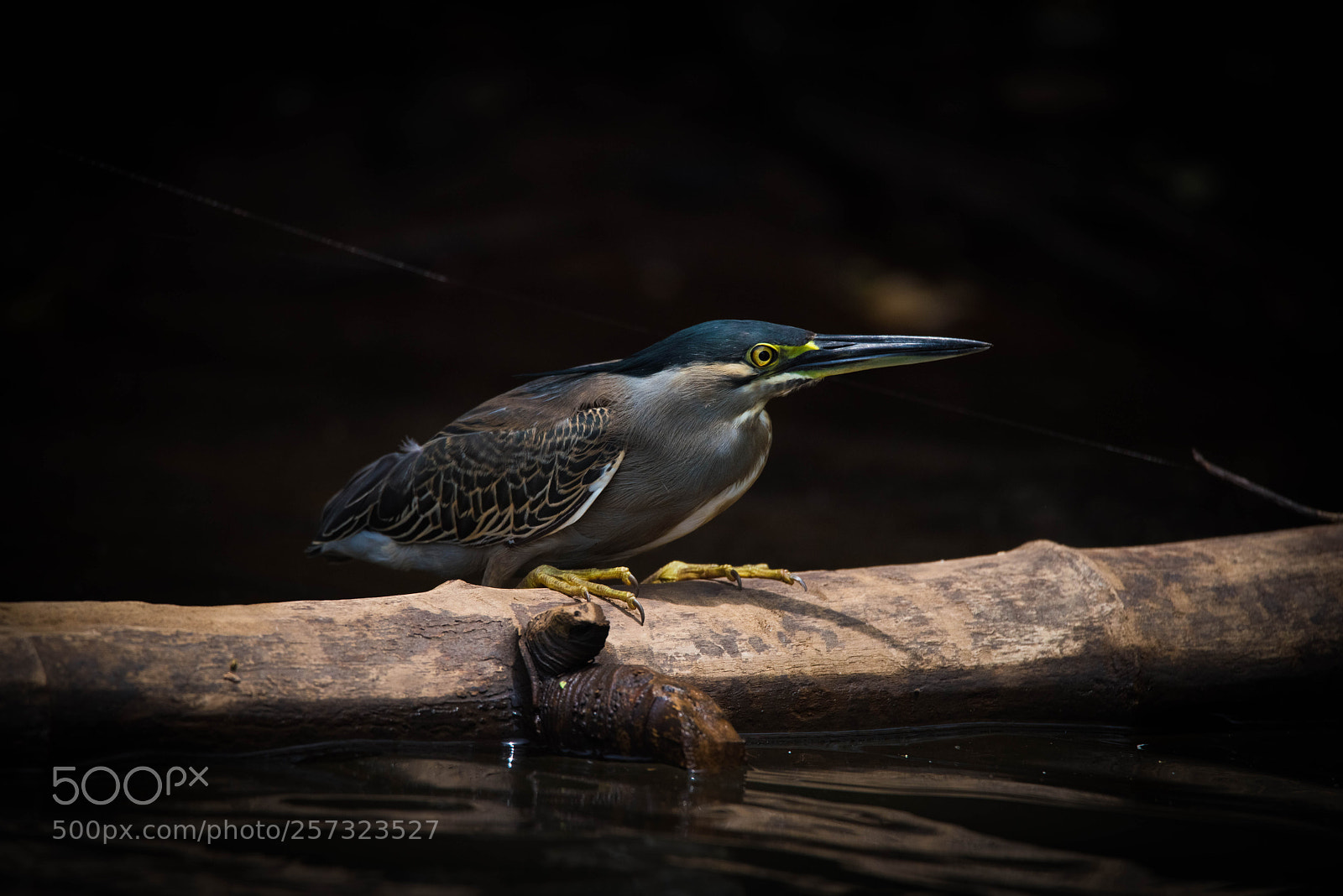 Nikon D810 sample photo. Straited heron photography