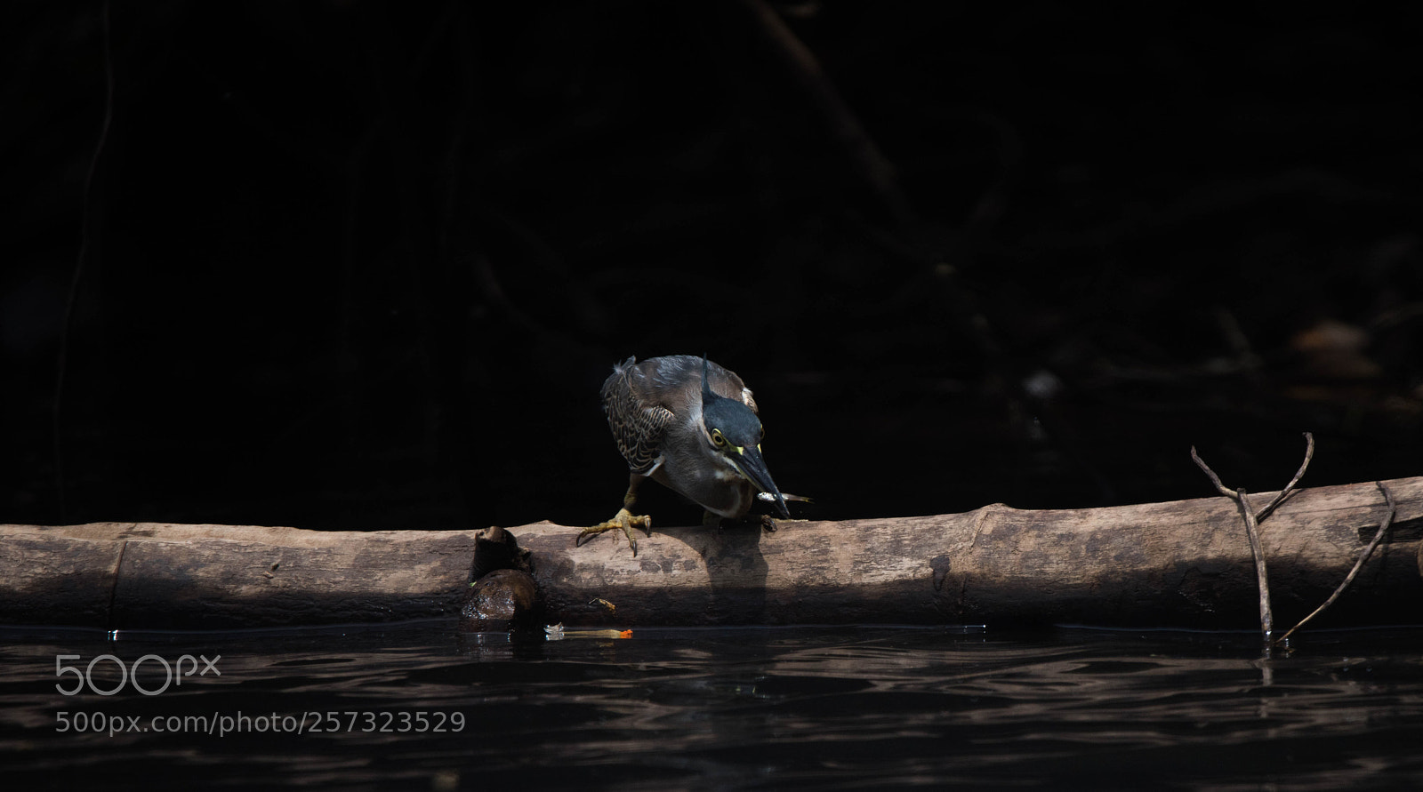 Nikon D810 sample photo. Straited heron photography