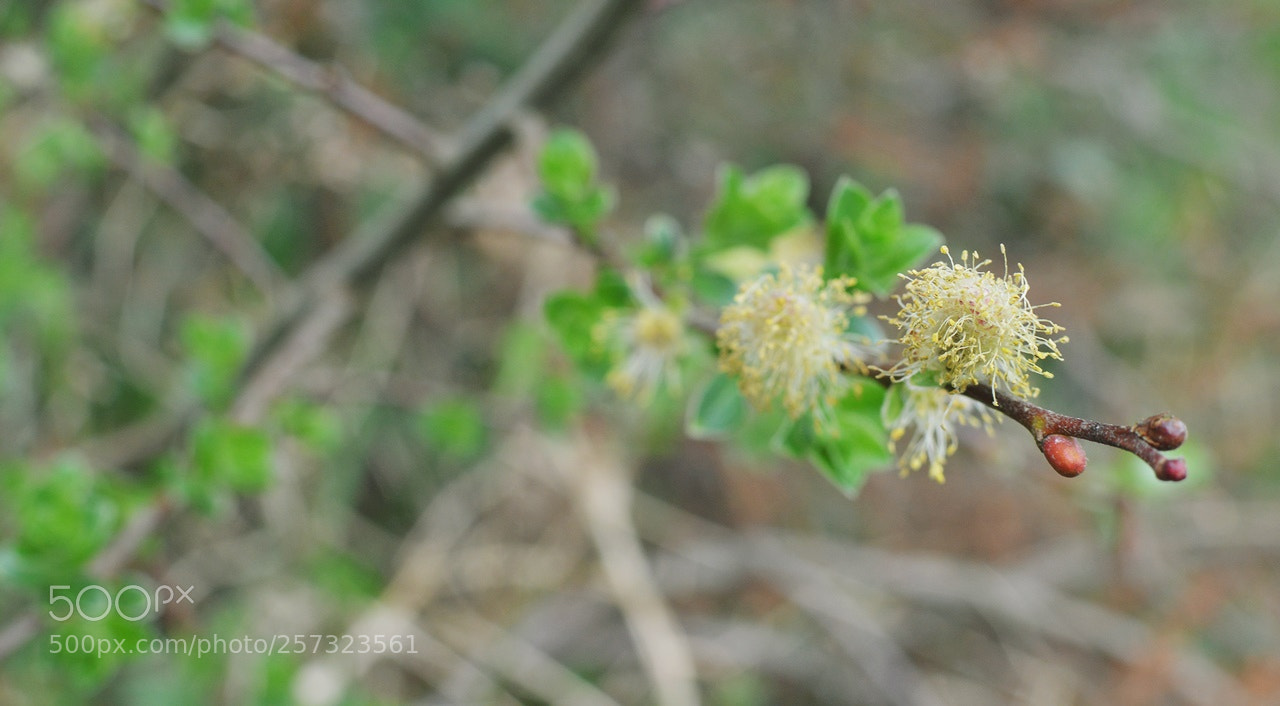Nikon D3200 + Nikon AF-S DX Nikkor 35mm F1.8G sample photo. *** photography