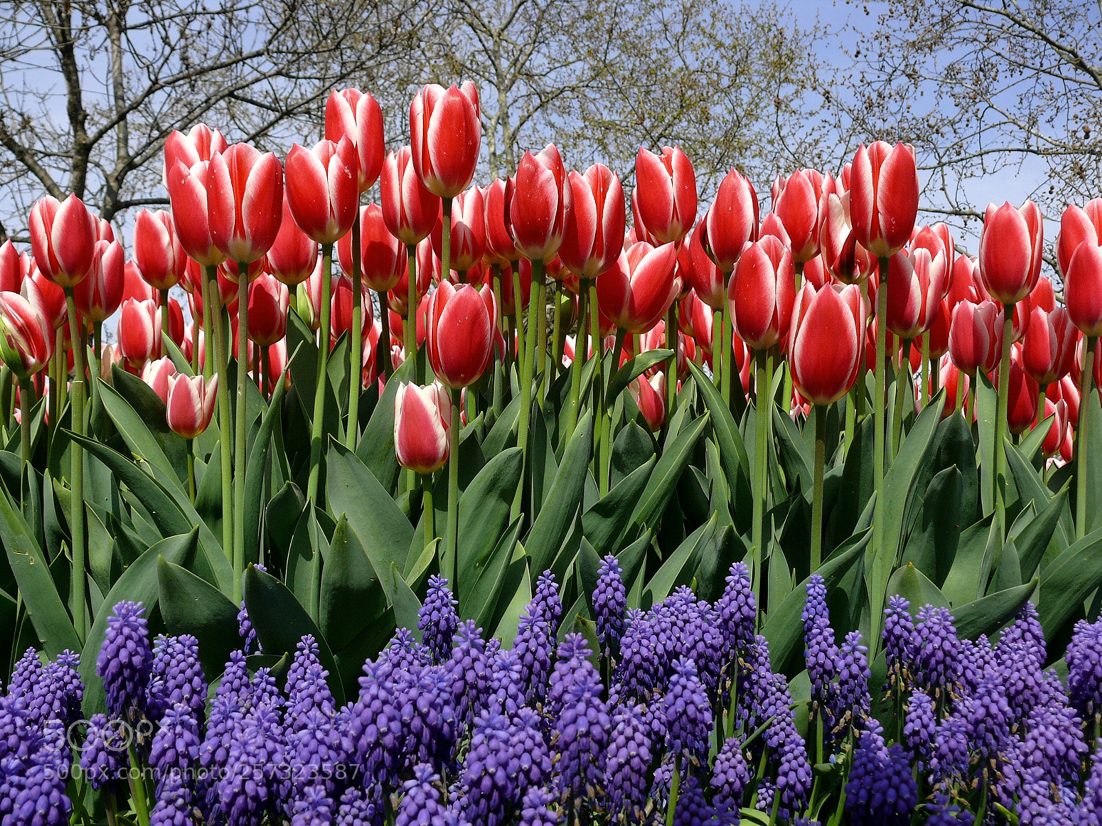 Panasonic DMC-FZ50 sample photo. Red and white tulips photography